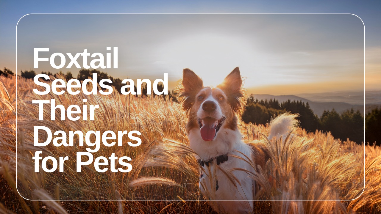 Foxtail Seeds BLOGCOVER.jpeg
